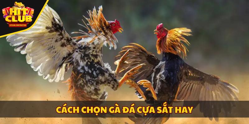 Cách chọn gà đá cựa sắt hay