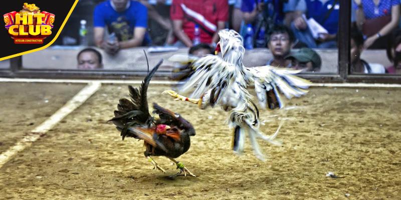 Luật chơi cá cược