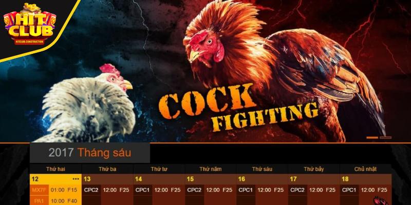 Trải nghiệm đá gà full HD